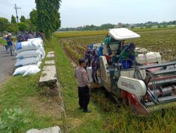 Bhabinkamtibmas Polsek Tuban Monitoring Panen Padi, Dukung Ketahanan Pangan Nasional