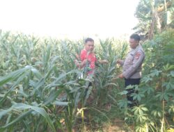 Anggota Bhabinkamtibmas Polsek Jenu Polres Tuban Turun ke Ladang, sambang lahan pertanian.