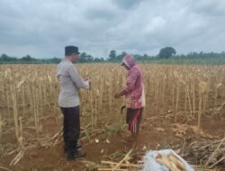 Polsek Plumpang Polres Tuban Turun Langsung Cek Tanaman Jagung Warga