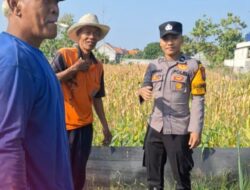 Dukung Astacita, Bhabinkamtibmas Polsek Widang Pendampingan Petani Jagung