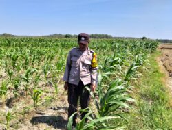 POLSEK BANGILAN DUKUNG KETAHANAN PANGAN MELALUI MONITORING TANAMAN JAGUNG DI WILAYAH HUKUM KECAMATAN BANGILAN