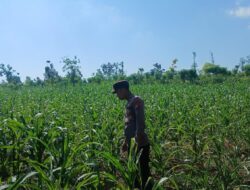 Polsek Tambakboyo Polres Tuban Turun Cek Tanaman jagung Warga di Desa Dikir