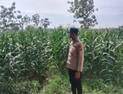Polsek Singgahan Polres Tuban Turun Cek Tanaman jagung Warga di Desa Tingkis