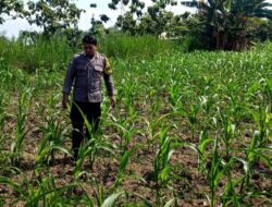 Polsek Grabagan polres Tuban Polda Jawa Timur Dukung Penuh Swasembada Pangan Presiden Prabowo Melalui Pendampingan Petani