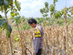 Polri Dukung Astacita, Bhabinkamtibmas Desa Ngawun Polsek Parengan Polres Tuban Cek Lokasi Tanaman Jagung milik warga Di Desa Ngawun Kec. Parengan