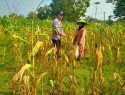 Bhabinkamtimas Desa Medalem Polsek Senori Polres Tuban Monitoring Tanaman Jagung Warga Binaan Guna Mendukung Program Ketahanan Pangan