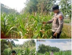 Polsek Soko polres Tuban Polda Jawa Timur Bergerak! Dukung Penuh Swasembada Pangan Presiden Prabowo Melalui Pendampingan Petani
