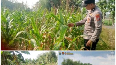 Polsek Soko polres Tuban Polda Jawa Timur Bergerak! Dukung Penuh Swasembada Pangan Presiden Prabowo Melalui Pendampingan Petani