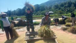 Cuaca Tak Bersahabat, Pendampingan Babinsa Jadi Penyemangat Petani