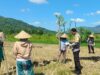 Polsek Gerung Pantau Produktivitas Lahan Pertanian di Babussalam