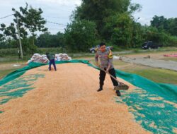 Dukung Ketahanan Pangan, Polsek Bancar Monitoring Panen dan Pengeringan Jagung di Desa Tergambang
