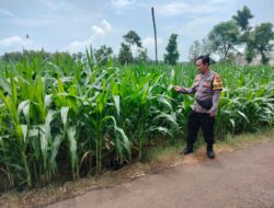 Polri Dukung Astacita, Polsek Palang Polres Tuban Turun Cek Tanaman jagung milik Warga di Desa Glodog