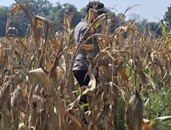 Bhabinkamtibmas Polsek Widang Monitoring Pertumbuhan Tanaman Jagung