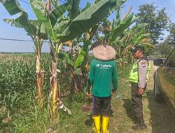 Polri Dukung Astacita, Polsek Rengel Polres Tuban Turun Cek Tanaman Jagung Warga di Desa Kebonagung