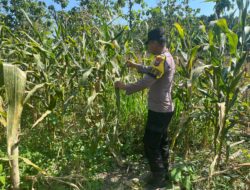 POLSEK BANGILAN DUKUNG PROGRAM KETAHANAN PANGAN NASIONAL MELALUI MONITORING TANAMAN JAGUNG