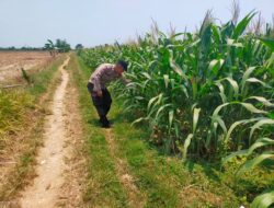 Kanit Binmas Polsek Tuban Monitoring Lahan Jagung di Desa Kembangbilo sebagai Wujud Dukungan Ketahanan Pangan