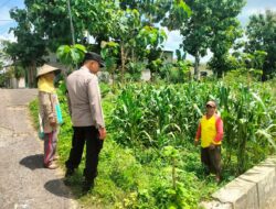 Polsek Jatirogo Polres Tuban lakukan sambang desa cek lahan produktif di Desa Kebonharjo