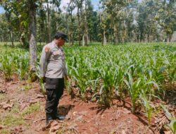 Polsek Montong Polres Tuban Turun Cek Tanaman jagung Warga di Desa Manjung