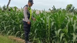 Polri Dukung Astacita, Polsek Semanding Polres Tuban Turun Cek Tanaman jagung milik Warga di Desa Kowang