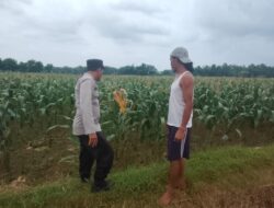 Polsek Plumpang Polres Tuban Turun Langsung Cek Tanaman Jagung Warga