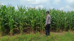 Polsek Tambakboyo Polres Tuban Turun Cek Tanaman jagung Warga di Desa Dikir