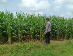 Polsek Tambakboyo Polres Tuban Turun Cek Tanaman jagung Warga di Desa Dikir