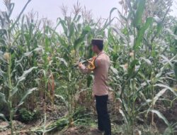 Polsek Singgahan Polres Tuban Turun Cek Tanaman jagung Warga di Desa Mulyorejo