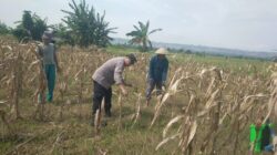 Bhabinkamtibmas Desa Margorejo Monitoring Warga Panen Jagung