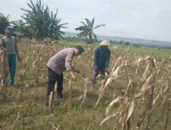 Bhabinkamtibmas Desa Margorejo Monitoring Warga Panen Jagung