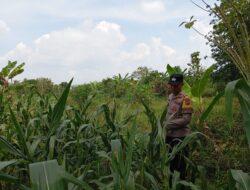 Bhabinkamtibmas Polsek Kenduruan Polres Tuban Cek Lahan Jagung Warga, Dukung Ketahanan Pangan Astacita Presiden