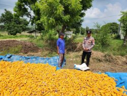 ​Dukung Ketahanan Pangan, Personel Polsek Bancar Monitoring Proses Penjemuran Jagung Petani Jatisari