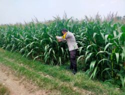 Bhabinkamtibmas Desa Kembangbilo Pantau Perkembangan Tanaman Jagung di Wilayah Binaan