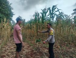Polri Dukung Astacita, Polsek Palang Polres Tuban Turun Cek Tanaman jagung milik Warga di Desa Dawung