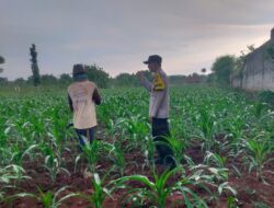 Sambangi Desa Binaan, Bhabinkamtibmas Monitoring Pertumbuhan Jagung Dukung Ketahanan Pangan Nasional