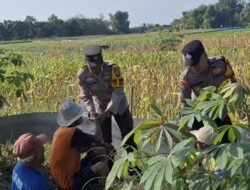 Polsek Widang Pendampingan Petani Jagung Di Desa Compreng