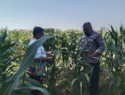 Anggota Bhabinkamtibmas Polsek Jenu Polres Tuban Turun ke Ladang, sambang lahan pertanian.