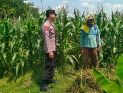 Bhabinkamtibmas Desa Leran Polsek Senori Polres Tuban Cek Tanaman Jagung Warga, Dukung Ketahanan Pangan