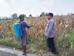 Polsek Plumpang Polres Tuban Turun Langsung Cek Tanaman Jagung Warga
