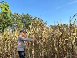 Polri Dukung Astacita, Polsek Merakurak Polres Tuban Turun Cek Tanaman Jagung Warga di Desa Tuwiri Wetan