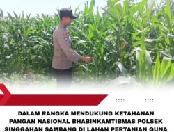 Polsek Singgahan Polres Tuban Turun Cek Tanaman jagung Warga di Desa Mulyoagun