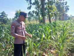 Polsek Tambakboyo Polres Tuban Turun Cek Tanaman jagung Warga di Desa Dikir