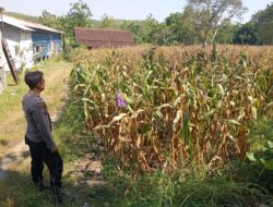 Polri Dukung Astacita, Bhabinkamtibmas Desa Cengkong Polsek Parengan Polres Tuban cek lokasi Tanaman Jagung milik warga di Desa Cengkong Kec. Parengan Kab. Tuban