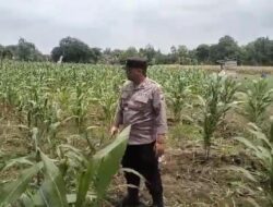 Polsek Tambakboyo Polres Tuban Turun Cek Tanaman jagung Warga di Desa Ngulahan