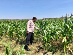 POLSEK BANGILAN AKTIF DUKUNG KETAHANAN PANGAN MELALUI MONITORING TANAMAN JAGUNG
