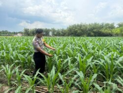 Mendukung Asta Cita Presiden di Bidang Pangan Bhabinkamtimas Desa Jatisari Polsek Senori Polres Tuban Monitoring Tanaman Jagung Warga Desa Binaan