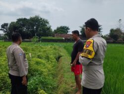 Polsek Plumpang Polres Tuban Turun Langsung Cek Tanaman Jagung Warga