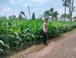 Polri Dukung Astacita, Polsek Palang Polres Tuban Turun Cek Tanaman jagung milik Warga di Desa Tasikmadu