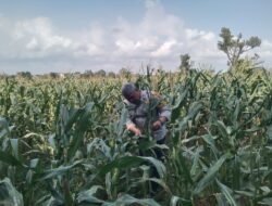 Anggota Bhabinkamtibmas Polsek Jenu Polres Tuban Turun ke Ladang, sambang lahan pertanian.