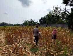 Polri Dukung Astacita, Polsek Semanding Polres Tuban Turun Cek Tanaman jagung milik Warga di Desa Ngino