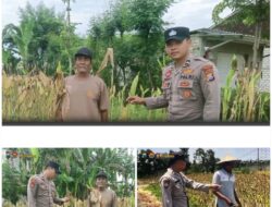 Polsek Soko polres Tuban Polda Jawa Timur Bergerak! Dukung Penuh Swasembada Pangan Presiden Prabowo Melalui Pendampingan Petani